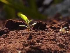 配资门户-从萌芽到破土 全国各地医药行业长势如何